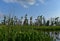 Swamp with Marsh Grass and Trees with Spanish Moss