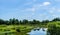 Swamp marshland water landscape. Green forest, and small river