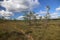 Swamp meadow field autumn National Park Kemeri Latvia landscapes