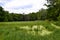 Swamp on a meadow in the forest on southern Moravia