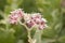 Swamp milkweed - Asclepias incarnata
