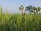 Swamp Milkweed native pink wildflower Bright pink and white flowers and tree