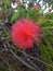 Swamp Milkweed native pink wildflower Bright pink and white flowers and tree