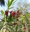 Swamp Milkweed native pink wildflower Bright pink and white flowers and tree