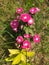 Swamp Milkweed native pink wildflower Bright pink and white flowers and tree