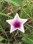 Swamp morning glory flower