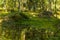 Swamp and moss during Finnish Summer. A forest in Finland is green, clear and calm