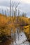 Swamp, natural marshland with dead trees and orange leaves in Autumn. Dry reeds and dead trees by bog, pond or small