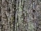 Swamp oak bark