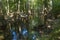 swamp in the old growth bottomland hardwood forest in Congaree National park in South Carolina