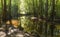 swamp in the old growth bottomland hardwood forest in Congaree National park in South Carolina