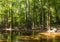 swamp in the old growth bottomland hardwood forest in Congaree National park in South Carolina