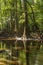 swamp in the old growth bottomland hardwood forest in Congaree National park in South Carolina