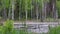 Swamp in the open water forest in May. Frogs croak loudly - mating season. Fluff flies over the water