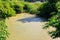 Swamp overgrown with duckweed in green forest