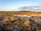 Swamp overgrown with trees and reeds, swamp lake at sunset, swamp vegetation in the foreground