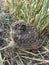 Swamp owl chick