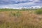 Swamp with peat moss national park de Groote Peel, Limburg the Netherlands