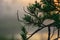 swamp pine silhouettes against morning sun, foggy swamp landscape with swamp pines and traditional swamp vegetation, blurred