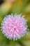 Swamp Pink inflorescence close-up from above, Helonias bullata