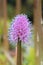 Swamp Pink inflorescence close-up, Helonias bullata