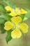 Swamp Primrose Ludwigia flower