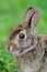 Swamp Rabbit, Swamp Hare,(Sylvilagus aquaticus),