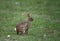 The swamp rabbit Sylvilagus aquaticus, or swamp hare, is a large cottontail rabbit