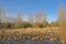 Swamp with reed and bare trees and fences in  the flemish countryside