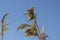 Swamp reeds against the blue sky