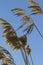 Swamp reeds against the blue sky