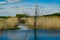 Swamp with reeds. Beautiful nature rural landscape, swamp lake in the morning