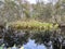 Swamp reflections wild weeds