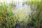 Swamp river in the duckweed. Wetland scirpus plant