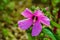 Swamp Rose Mallow, Hibiscus moscheutos