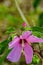 Swamp Rose Mallow, Hibiscus moscheutos