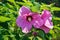 Swamp Rose Mallow, Hibiscus moscheutos