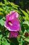 Swamp Rose Mallow, Hibiscus moscheutos