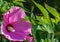 Swamp Rose Mallow, Hibiscus moscheutos