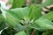 Swamp rose mallow or Hibiscus moscheutos cold hardy perennial flowering plant with multiple closed flower buds in home garden