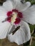 Swamp Rose Mallow Hibiscus and Skipper Butterfly