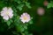 Swamp Rose, Rosa palustris