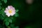 Swamp Rose, Rosa palustris