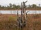 Swamp\\\'s Grandeur: A Tree Amidst the Charm of Frozen Autumn Lakes
