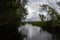 Swamp scene with trees growing over