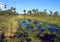 Swamp in the Siberian taiga