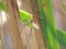 A swamp snake (Tipula paludosa) sits on a skiff stalk