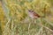 Swamp Sparrow (Melospiza georgiana)