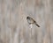 Swamp Sparrow perched on a cattail in spring