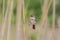 Swamp Sparrow on wire fence with blurred phragmites reeds stems behind